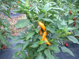 Bulgarian Carrot peppers
