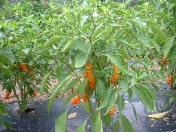 the famous Peter peppers