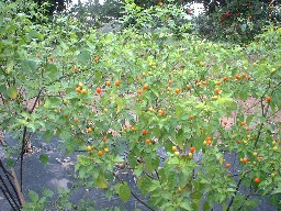 Piquin peppers (?)