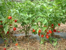 red habaneros - Caribbean?  Savina?