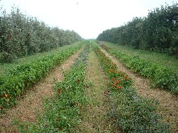 Pepper Rows 1