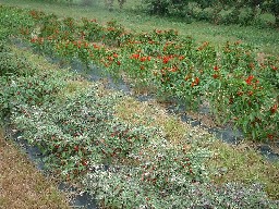 Pepper Rows 2