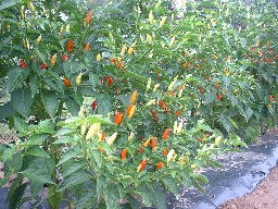 Tabasco peppers (?)