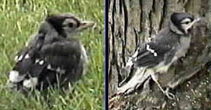 image young blue jay birds