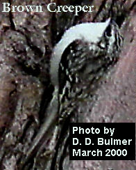 image brown creeper bird