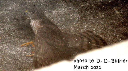 image Red tailed Hawk after flying into window