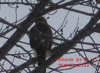 image Hawk sits in tree