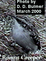 image of brown creeper bird