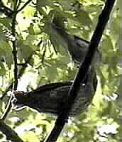 image cowbird, chipping sparrow