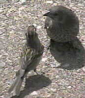 image cowbird, chipping sparrow