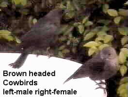 bird photo of cowbird