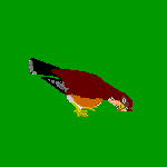 animated robin and worm