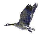 animated image goose