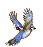 animated image bluejay