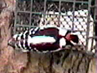 bird photo of male downey woodpecker