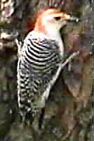 bird photo of male red bellied woodpecker