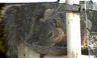 image squirrel
