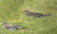 animated bird photo of mourning doves