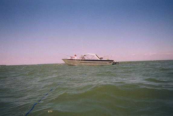 The Loner in the Water!