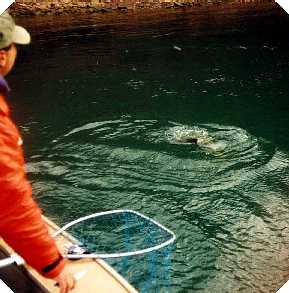 Fish in the water and fighting!