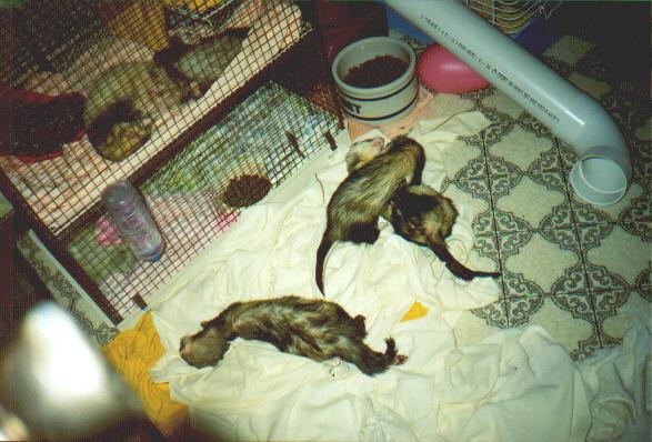 The Pietinkiville Gang Ring