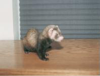 The Ferret Family Ring