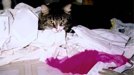 Romulus Loves Undies Too 