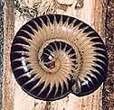 go to Florida millipede