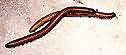 go to Texas millipede