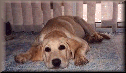 My favorite way to lay!