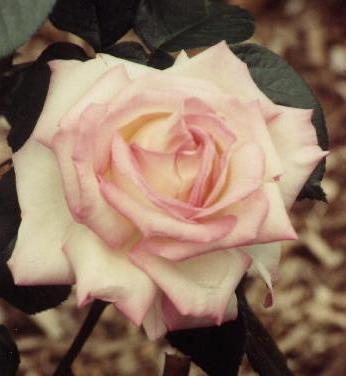 pink rose