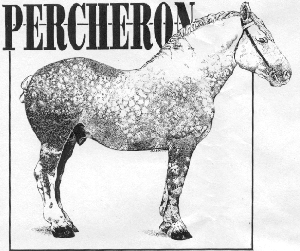 Percheron