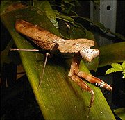 go to: Deroplatys desiccata