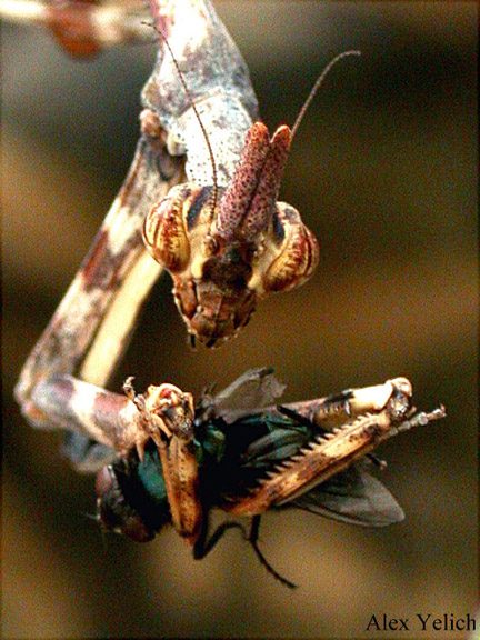 Pseudovates arizonae