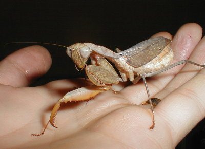 Sphodromantis lineola