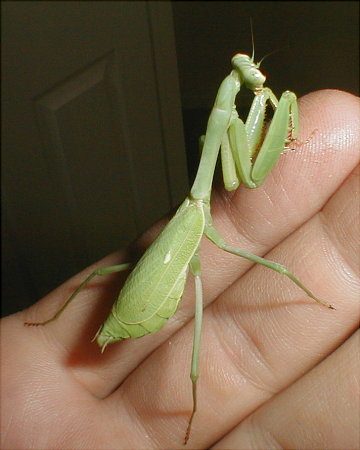 Stagmomantis limbata
