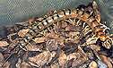 go to Scolopendra polymorpha.