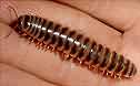 go to Tennessee flat millipede