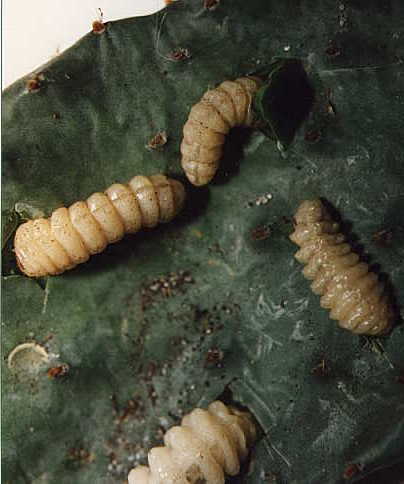 go to M.armata larvae