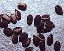 go to Megaphasma ova