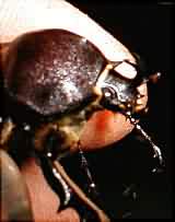 go to Megasoma punctulatus horns