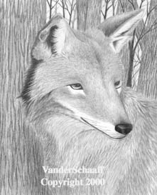 Coyote