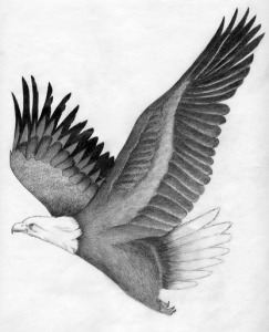 Eagle in Flight
