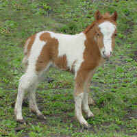 Robin01.jpg (22065 bytes)