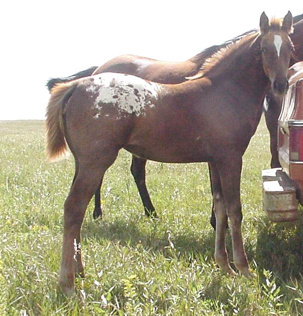 appaloosa filly