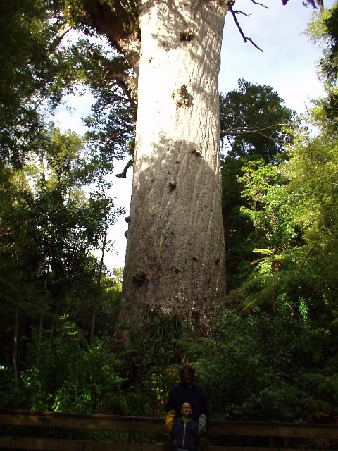 Yotam and Nomi in front of a BIG Kauri tree