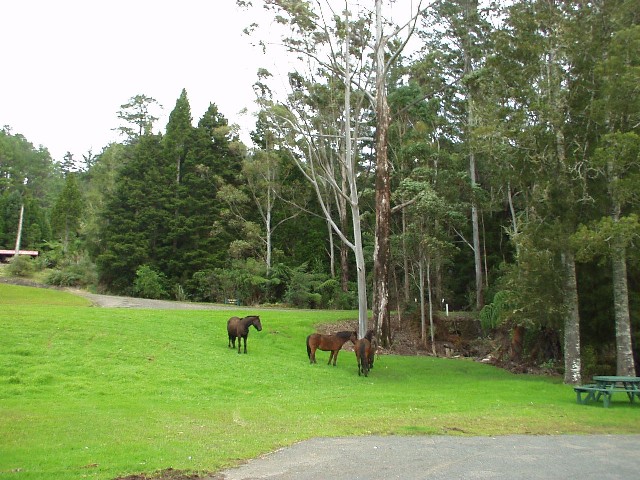 horses in the forest?