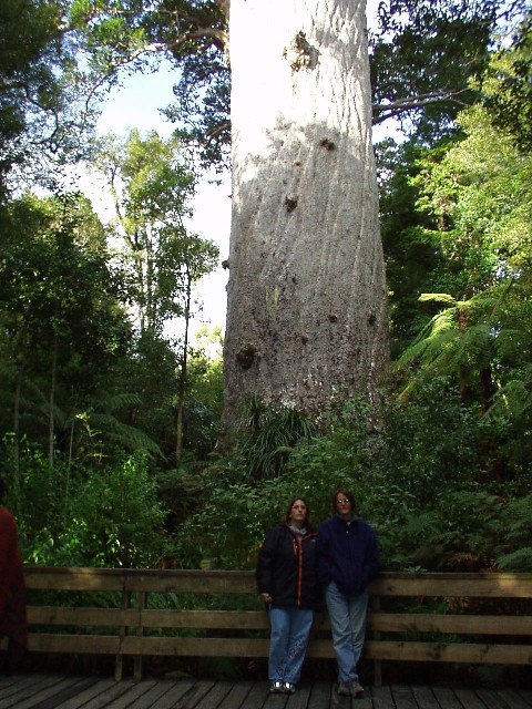 Nomi, Michal and a Kauri tree