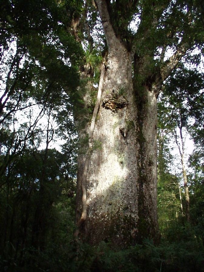 Kauri tree