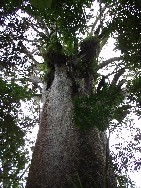 Waipoua Forest